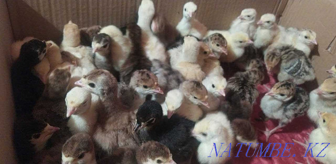 Balapan turkey turkey poults Taraz - photo 4