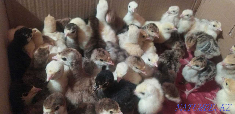 Balapan turkey turkey poults Taraz - photo 4