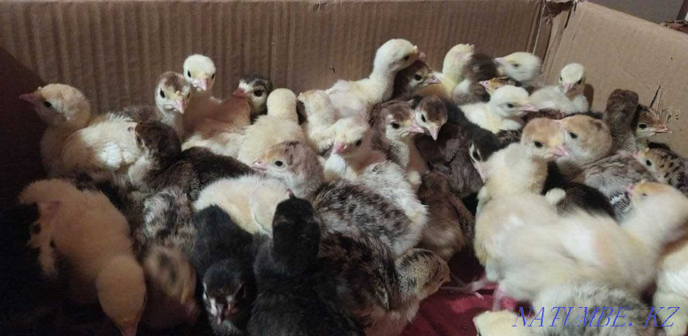 Balapan turkey turkey poults Taraz - photo 2