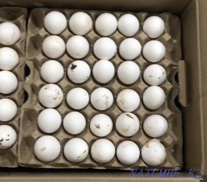 Wholesale domestic egg, rabbit, quail, broiler, turkey, laying hens Astana - photo 2