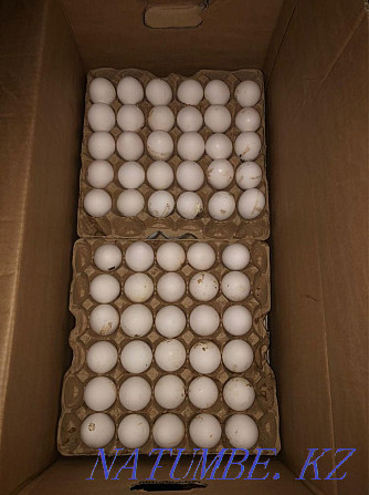 Wholesale domestic egg, rabbit, quail, broiler, turkey, laying hens Astana - photo 3