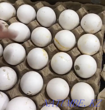 Wholesale domestic egg, rabbit, quail, broiler, turkey, laying hens Astana - photo 1