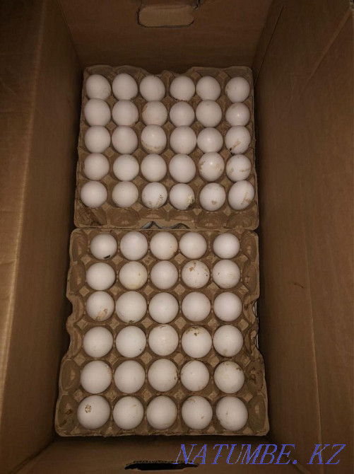 Оптом домашнее яйцо, кролик, перепелка, бройлер, индюк, куры несушки Астана - изображение 3