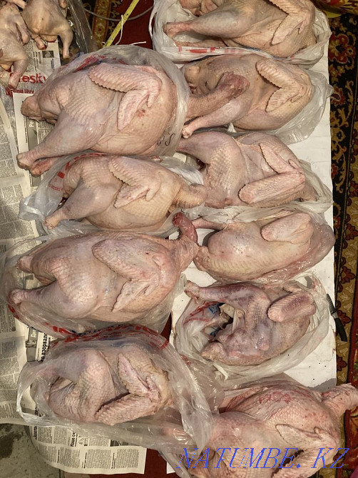 Көтерме ет бөдене, жұмыртқа, жұмыртқа тауықтар, бройлер, күркетауық, қоян  Астана - изображение 4