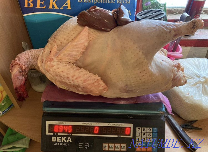 Wholesale Meat Laying hens, turkey, rabbit, quail, broiler Atyrau - photo 4