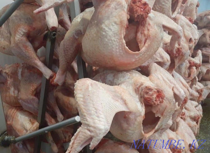 Wholesale Meat Laying hens, turkey, rabbit, quail, broiler Atyrau - photo 1