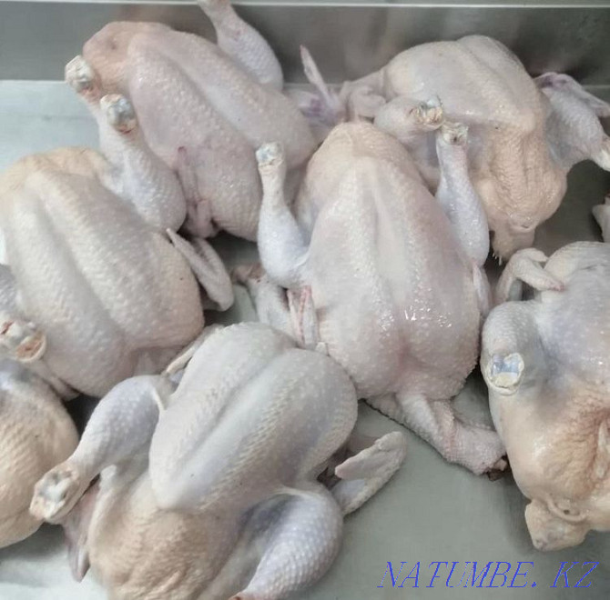 Wholesale Meat Laying hens, turkey, rabbit, quail, broiler Atyrau - photo 3