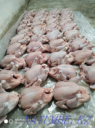 WHOLESALE meat Broiler, laying hens, rabbit, turkey, quail Kyzylorda - photo 1