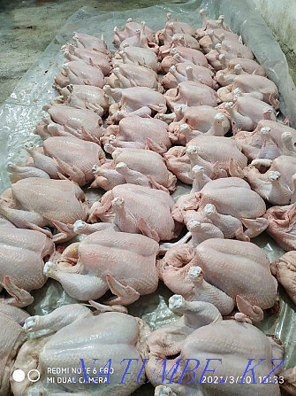 WHOLESALE meat Broiler, laying hens, rabbit, turkey, quail Kyzylorda - photo 2