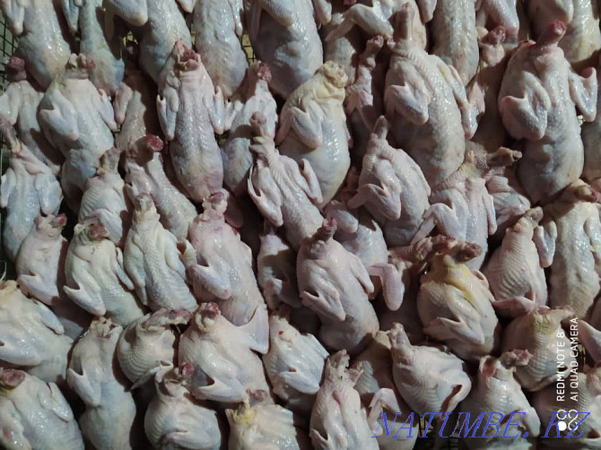 Wholesale turkey, quail, laying hens, rabbit, broiler, homemade egg Astana - photo 4
