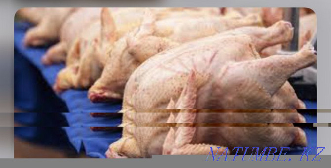 Meat turkey turkey LARGE WHOLESALE Pavlodar - photo 2