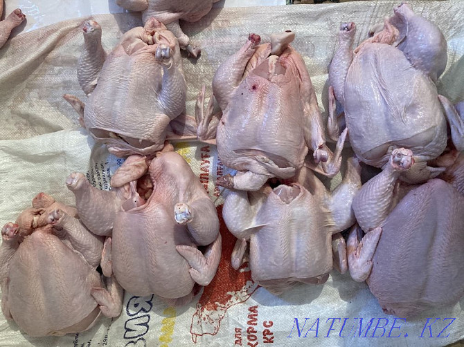 Meat wholesale broiler, laying hens, turkey, quail, rabbit egg homemade Almaty - photo 4