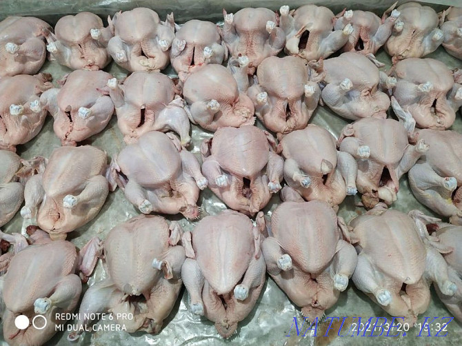 Meat wholesale broiler, laying hens, turkey, quail, rabbit egg homemade Almaty - photo 2