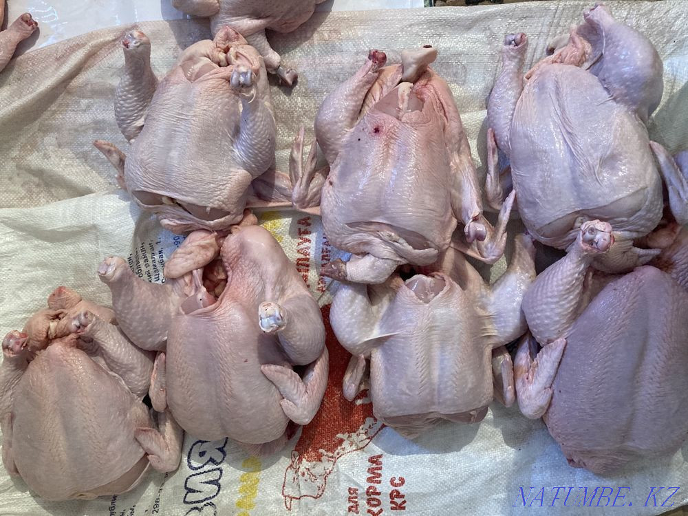 Meat wholesale broiler, laying hens, turkey, quail, rabbit egg homemade Almaty - photo 4
