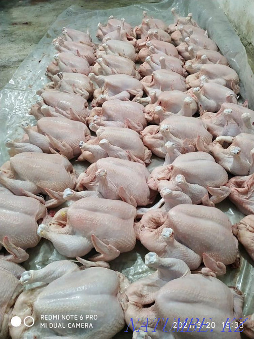 Meat wholesale broiler, laying hens, turkey, quail, rabbit egg homemade Almaty - photo 3