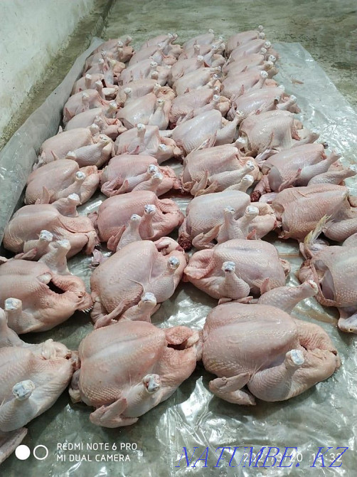 Meat wholesale broiler, laying hens, turkey, quail, rabbit egg homemade Almaty - photo 1