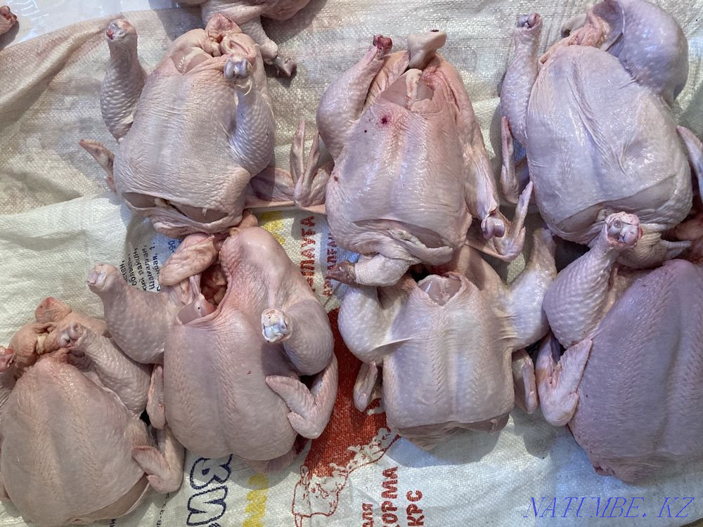 Wholesale meat turkey, broiler, quail, laying hens, rabbit, egg Kyzylorda - photo 4