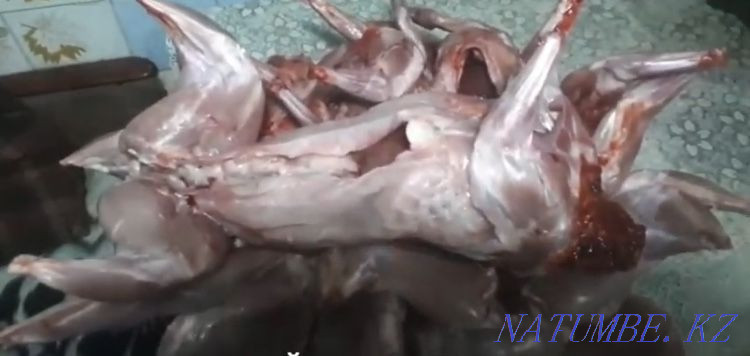 Қоян, күркетауық, бройлер, жұмыртқалайтын тауықтар, бөдене, жұмыртқаны көтерме сату  Астана - изображение 2