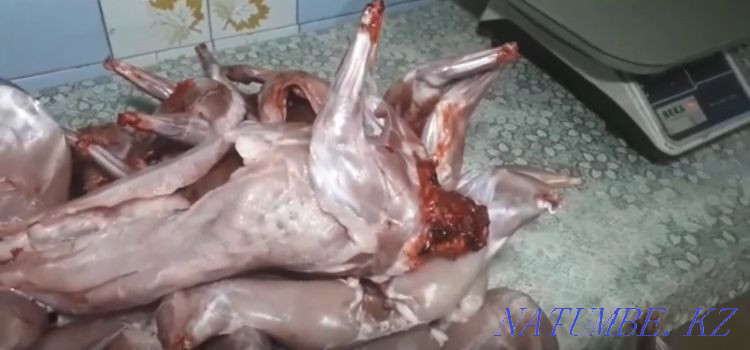 Қоян, күркетауық, бройлер, жұмыртқалайтын тауықтар, бөдене, жұмыртқаны көтерме сату  Астана - изображение 1