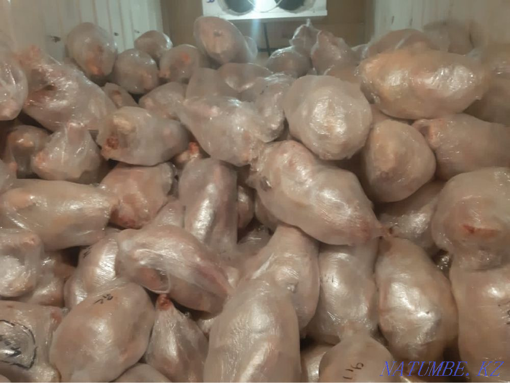 Мясо оптом бройлер, перепелка, кролик, ккры несушки, индюк, яйцо Кызылорда - изображение 3