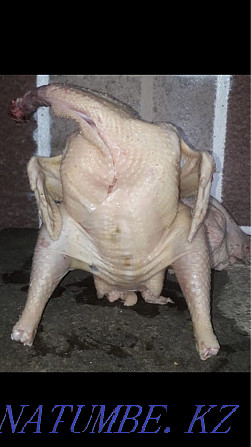 Sale of carcasses of domestic turkeys 2500tg per kg Taraz - photo 1