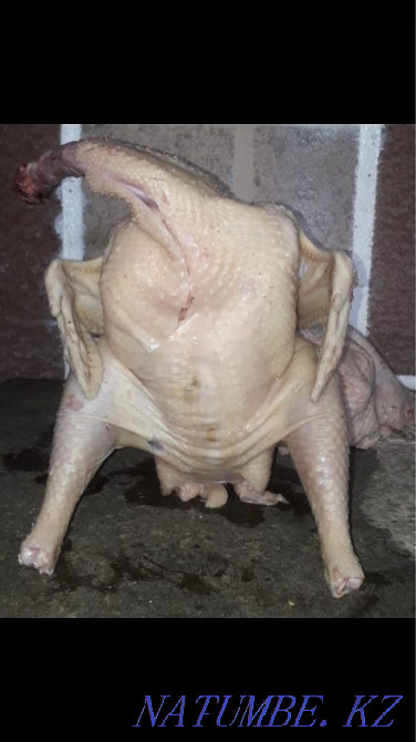 Продажа тушки Индюков домашних 2500тг за кг Тараз - изображение 1