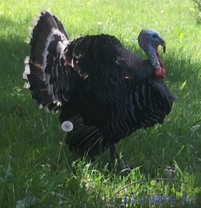 индюк курке тауык  - изображение 1