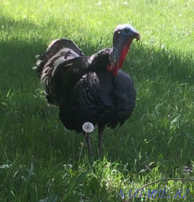 индюк курке тауык  - изображение 2