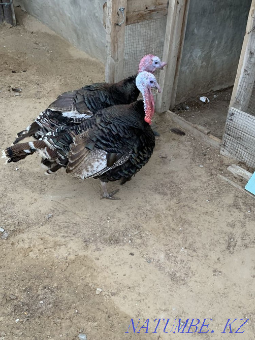 Satylada turkey  - photo 1