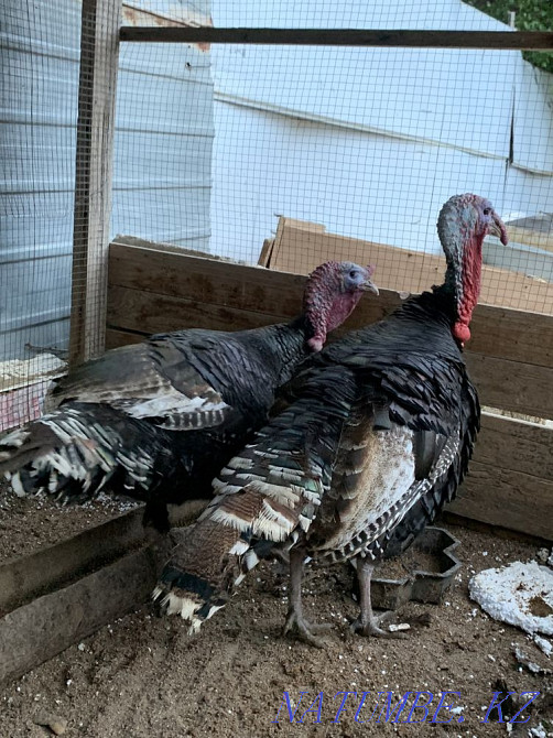 Satylada turkey  - photo 2