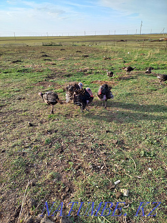 Selling male and female turkeys Валиханово - photo 4