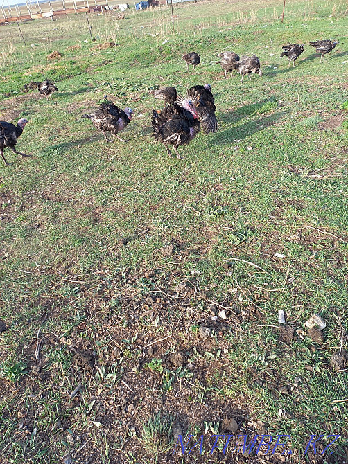 Аталық және аналық күркетауық сатылады Валиханово - изображение 2