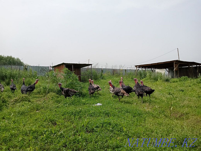 I will sell large turkeys for a tribe or for meat  - photo 1