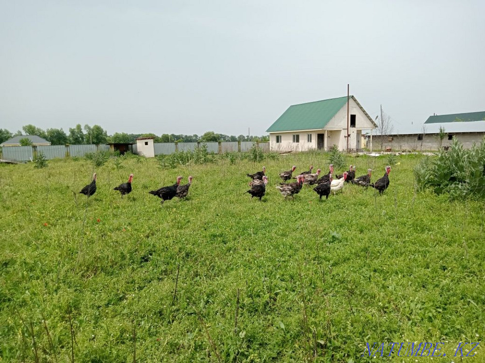 Продам крупных индюков на племя либо на мясо  - изображение 2