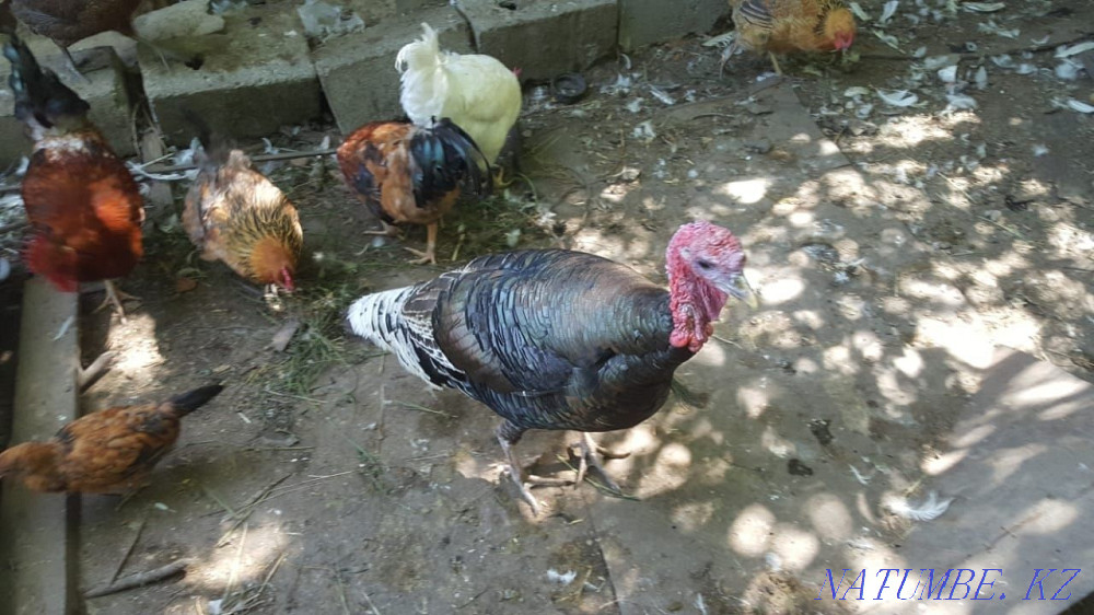Продам годовалых индюков Усть-Каменогорск - изображение 1