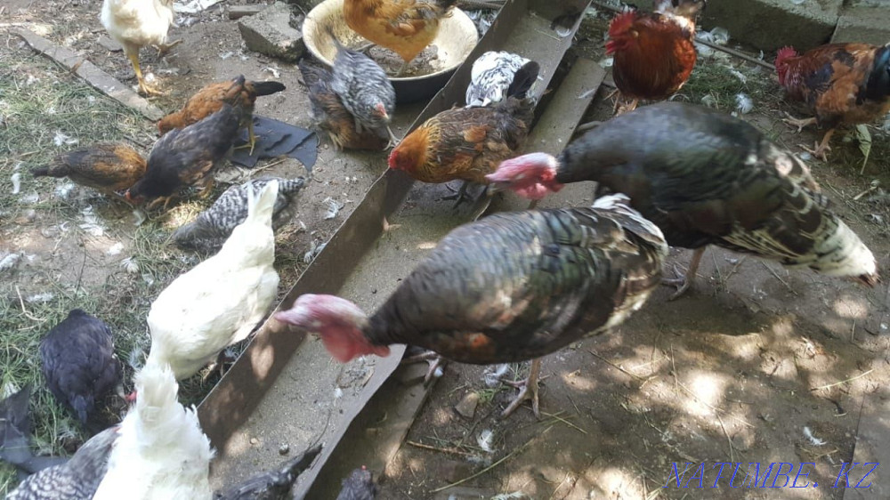 Продам годовалых индюков Усть-Каменогорск - изображение 2