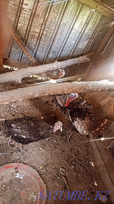 turkey satylada (1-erkek, 2-?r?ashy)  - photo 1