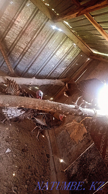 turkey satylada (1-erkek, 2-?r?ashy)  - photo 2