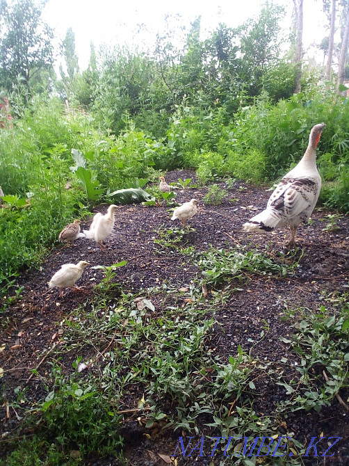 Turkey satam konaev villages  - photo 2
