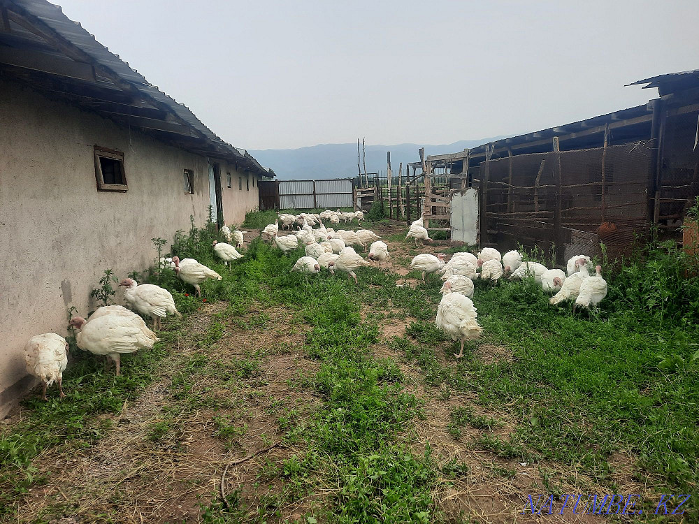 Индюк индюки оптом Узынагаш - изображение 1