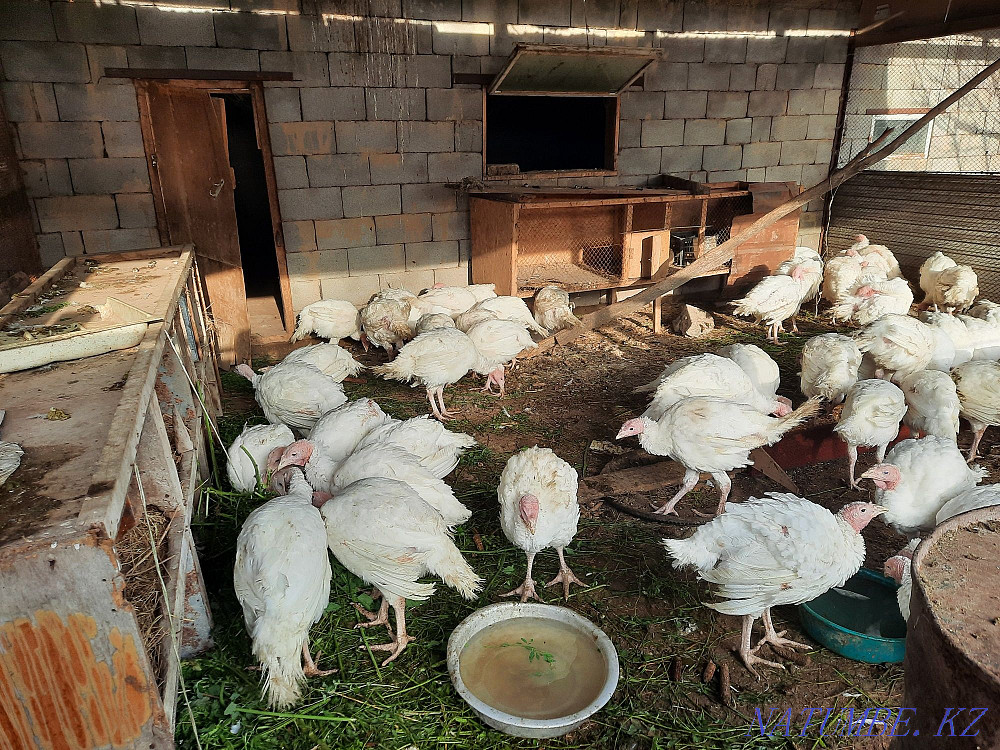 Индюк индюки оптом Узынагаш - изображение 2