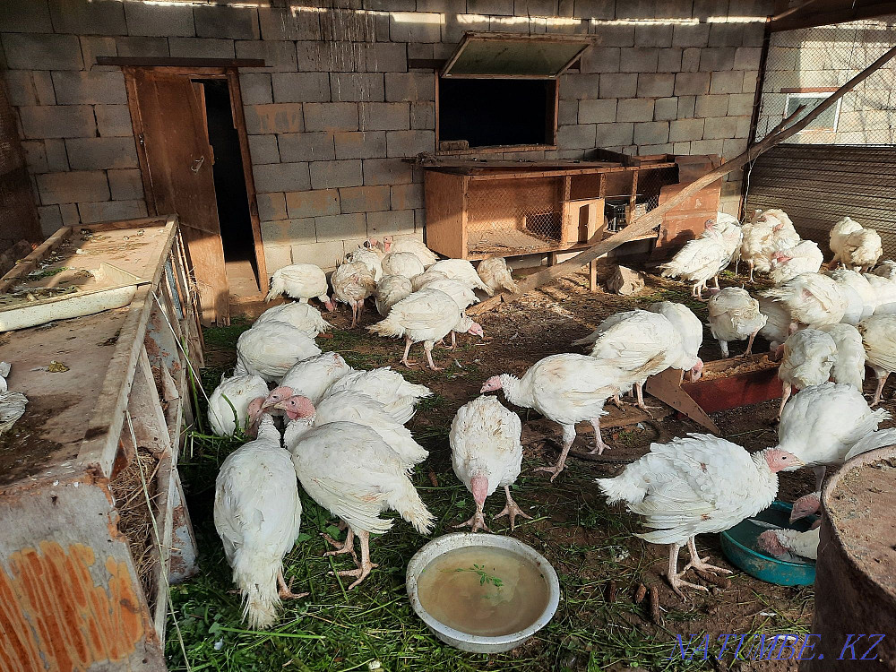 Индюк индюки оптом Узынагаш - изображение 3