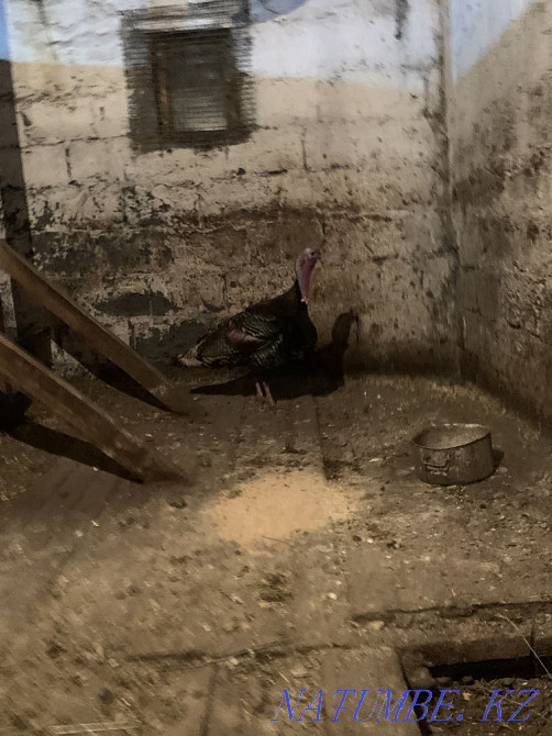 Sell voice turkey Karagandy - photo 2