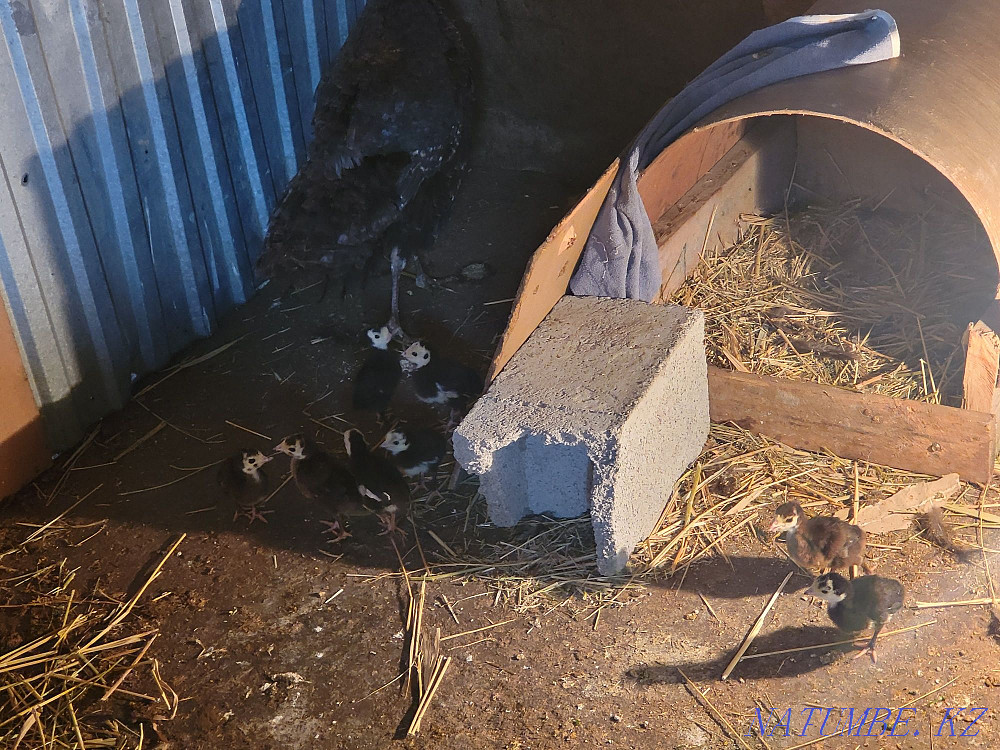 Индюки с цеплятами Мухаметжан Туймебаева - изображение 2