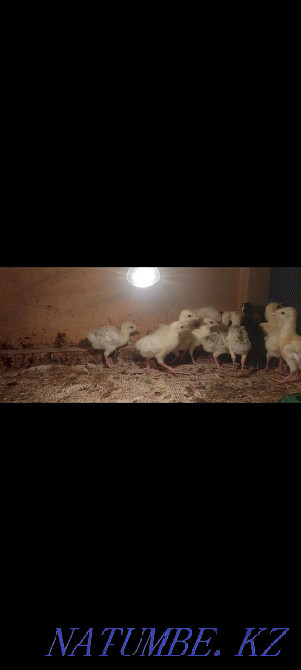 Turkey balapandary satylady bagasy 1200tg Bagasy kelisimdi Turkestan - photo 1