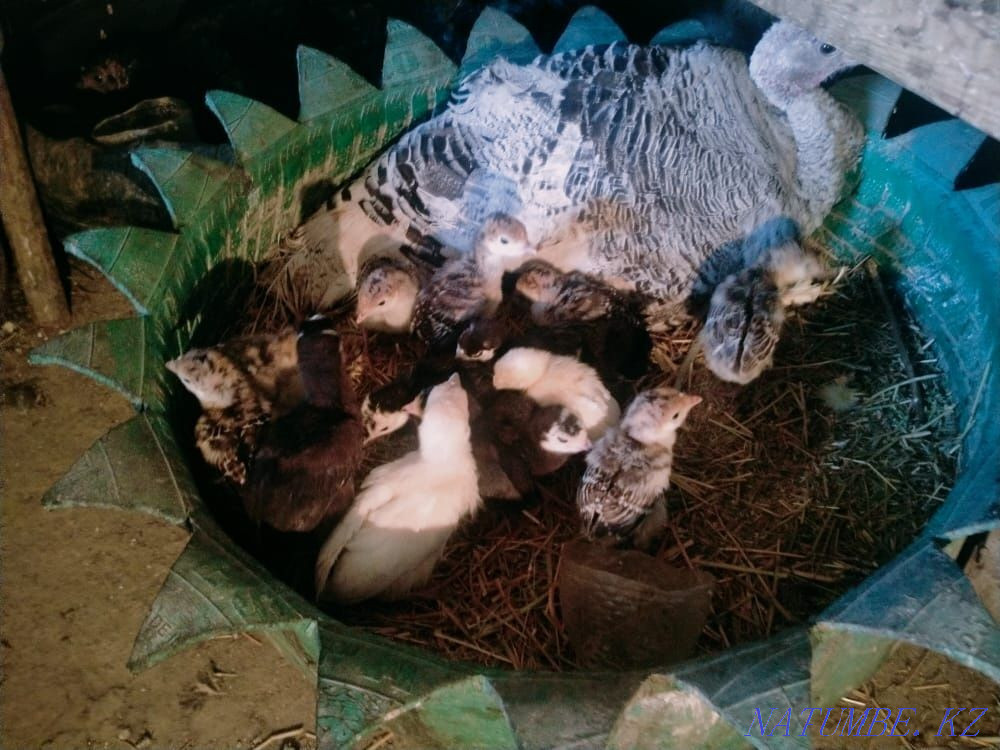 Turkey 20pcs balapanimen  - photo 1