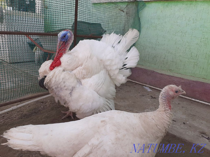 Turkeys white couple Сарыкамыс - photo 1