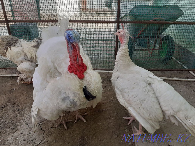 Turkeys white couple Сарыкамыс - photo 2