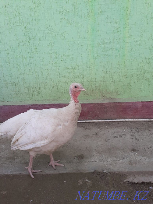 Turkeys white couple Сарыкамыс - photo 4