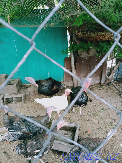 Түркия 1 мамыр бағасы 1500 дана күркетауық еркек 10000 тг аналық 7000  Үштөбе - изображение 2